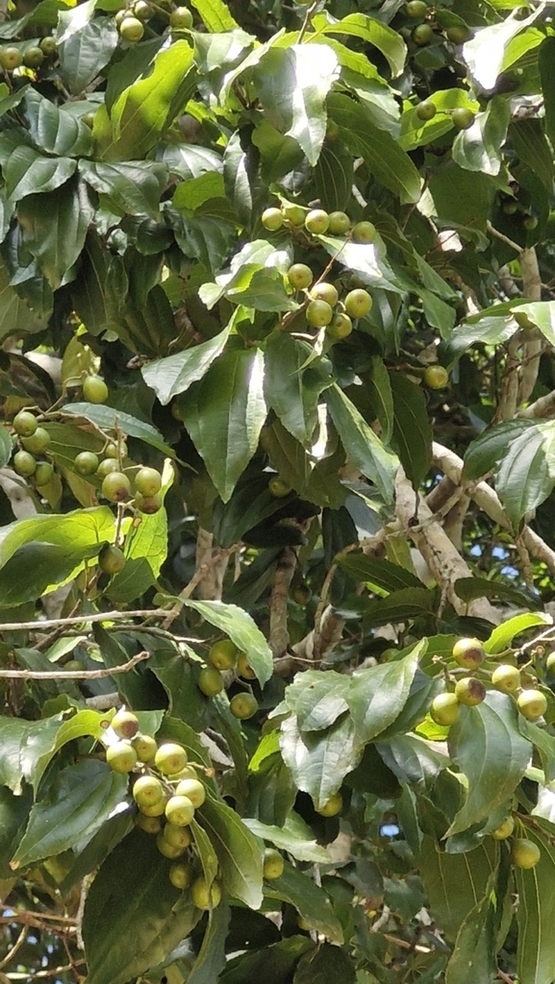 Sarcomphalus glaziovii