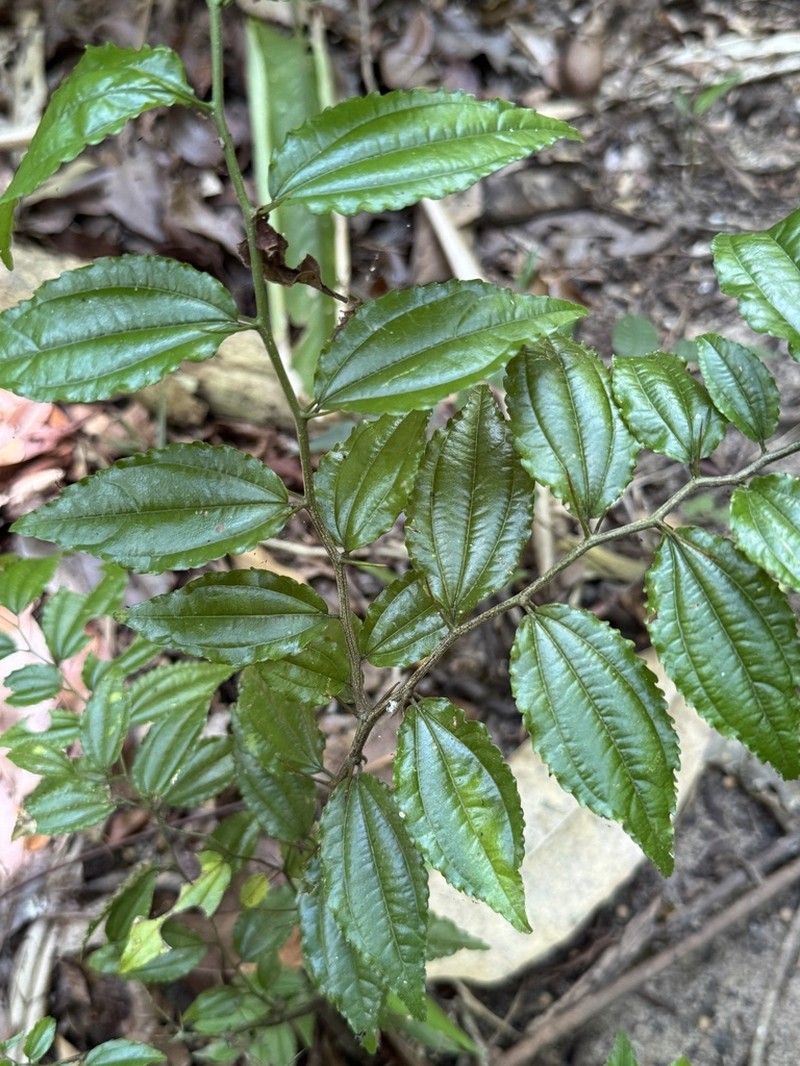 Sarcomphalus glaziovii photo 2