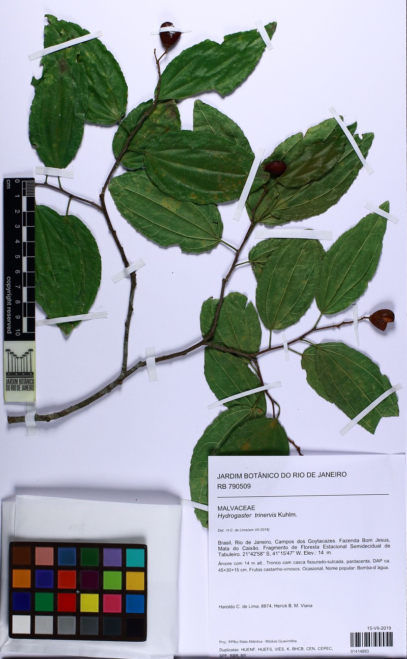 Sarcomphalus glaziovii photo 3