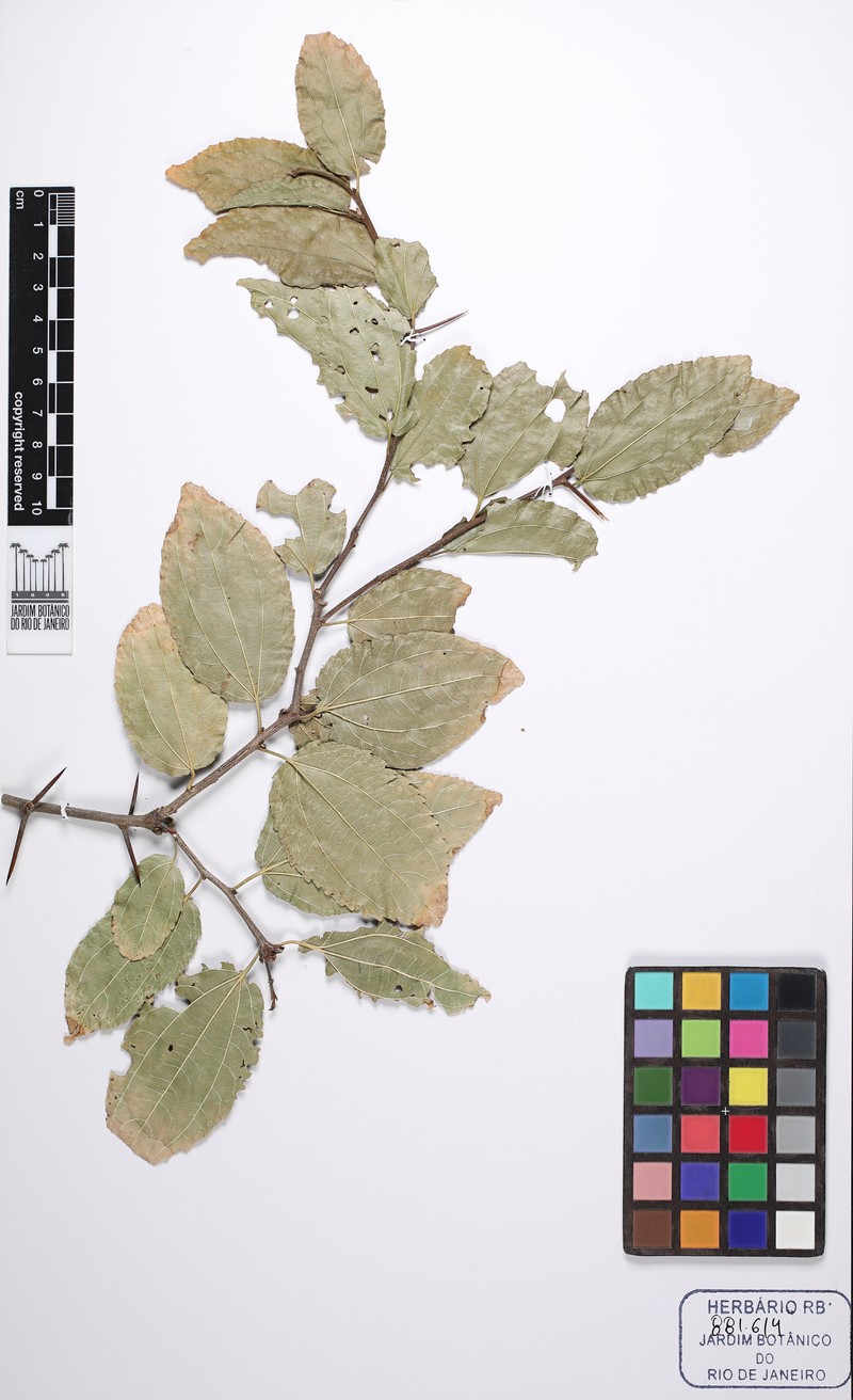Sarcomphalus glaziovii photo 4