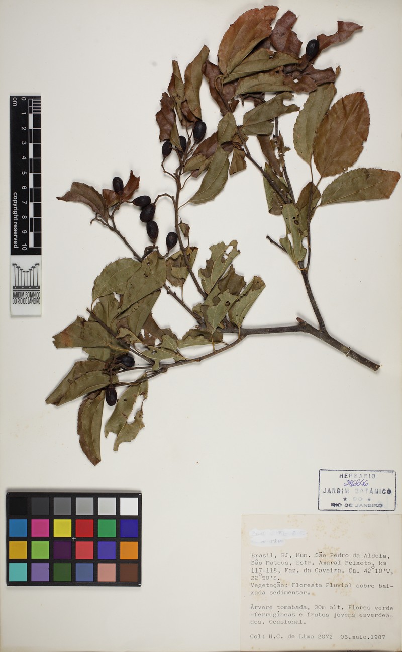 Sarcomphalus glaziovii photo 5