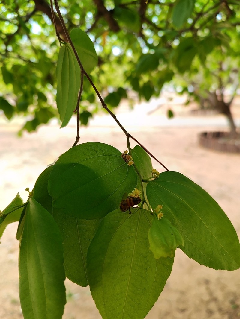 Sarcomphalus joazeiro