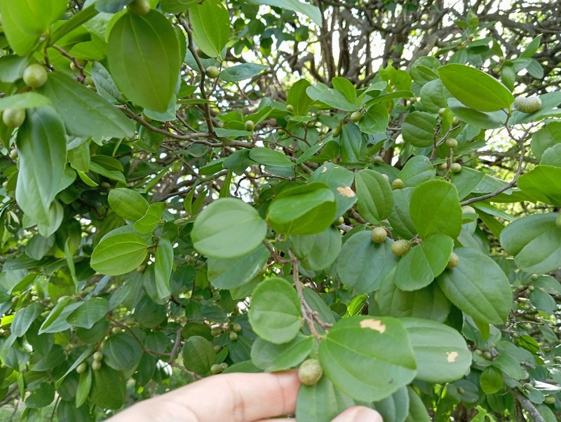 Sarcomphalus joazeiro photo 2