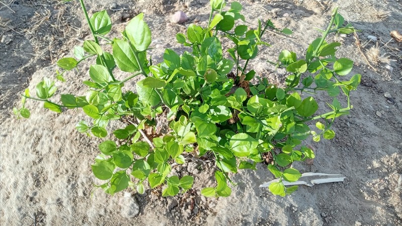 Sarcomphalus joazeiro photo 3