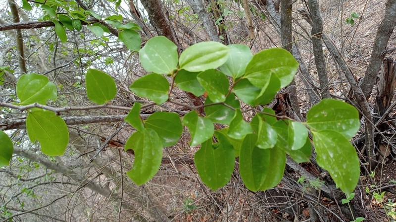 Sarcomphalus joazeiro photo 4