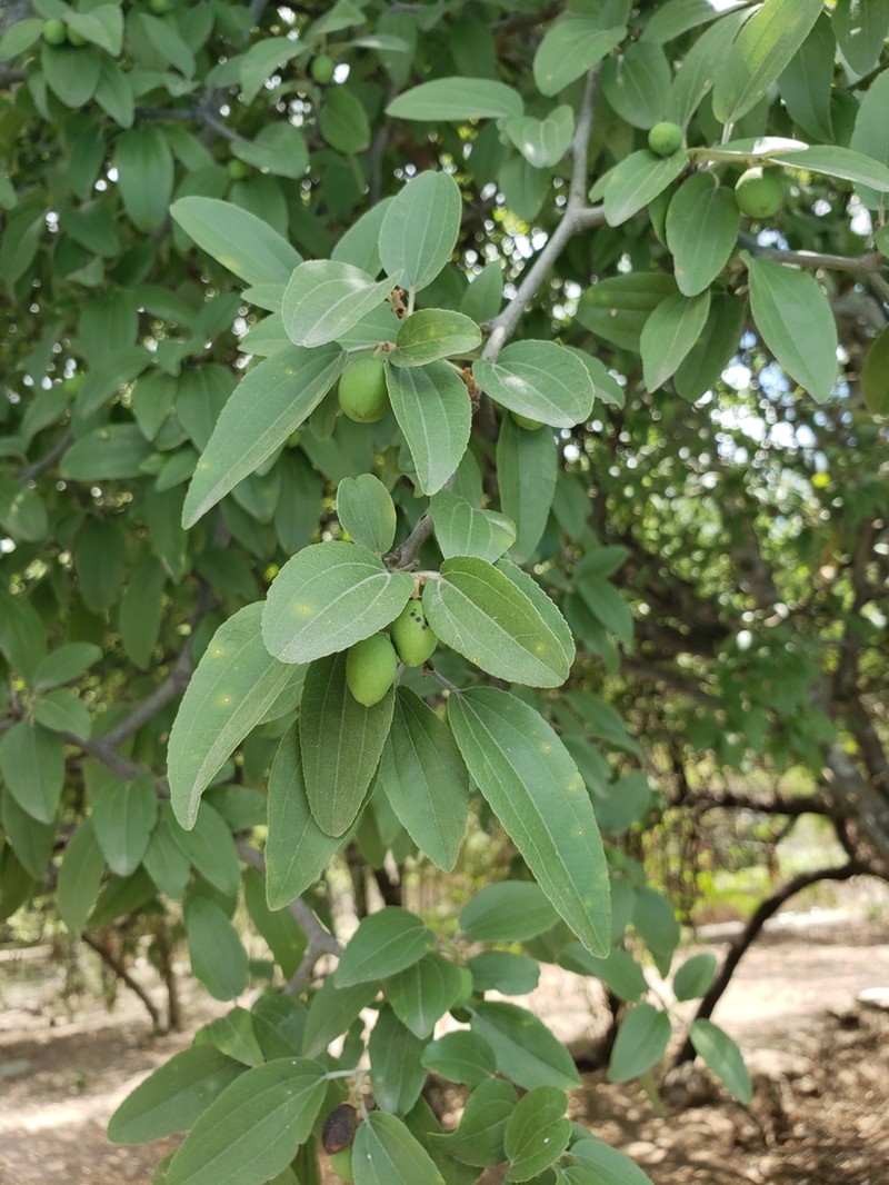 Sarcomphalus mistol