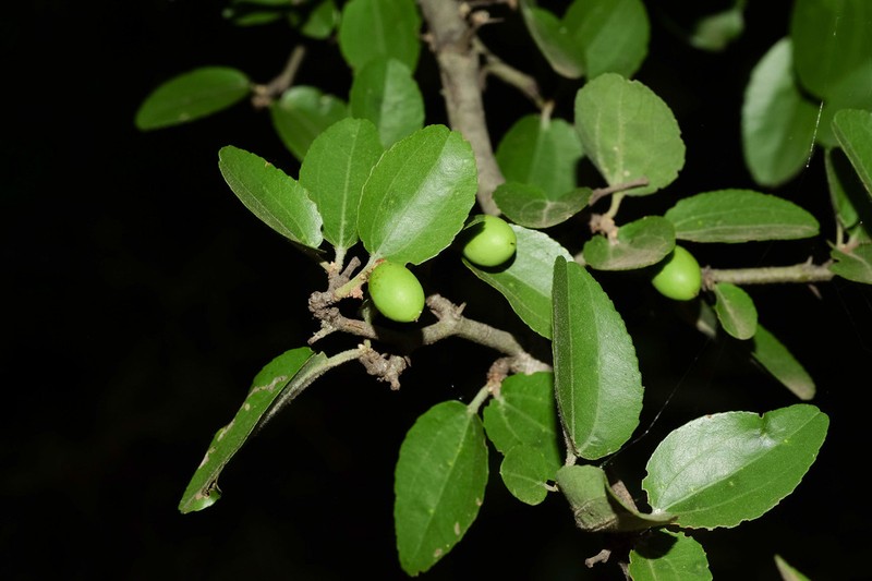 Sarcomphalus mistol photo 3