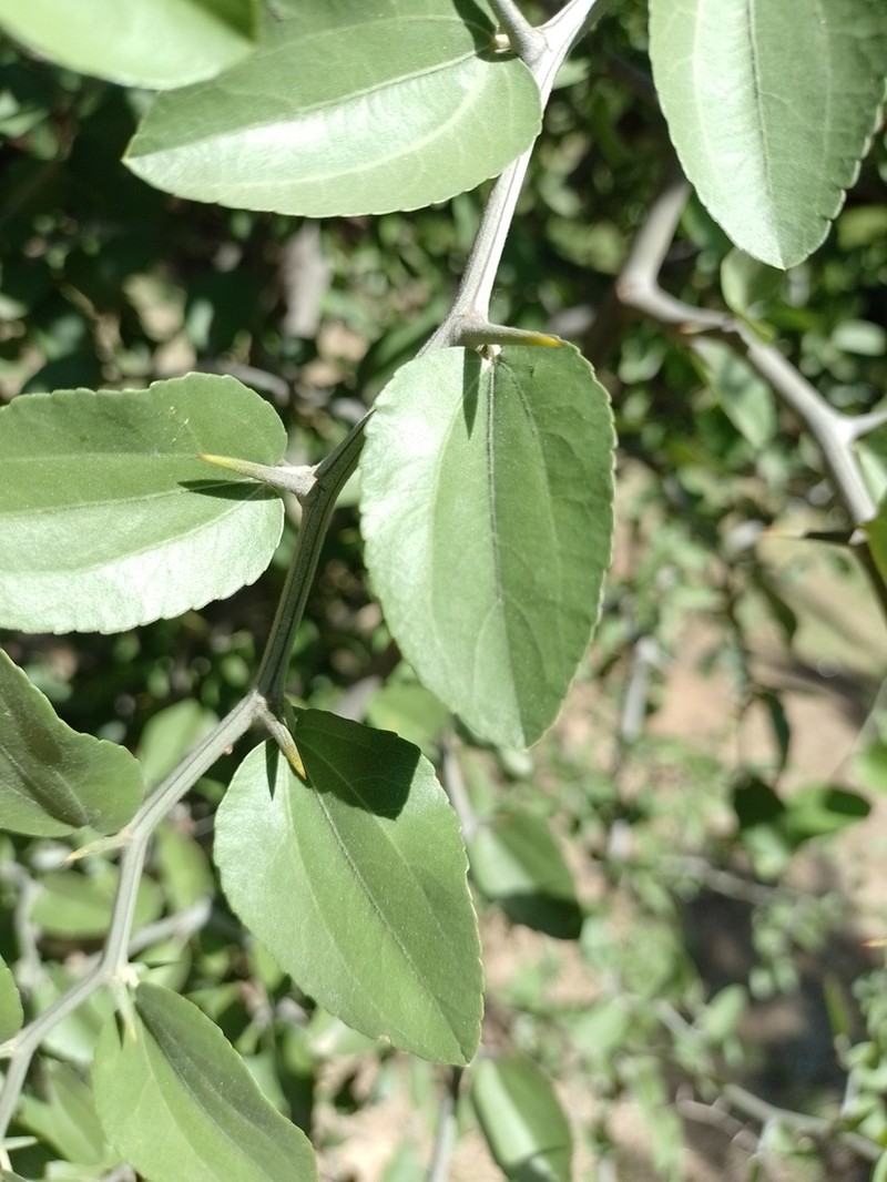Sarcomphalus mistol photo 6