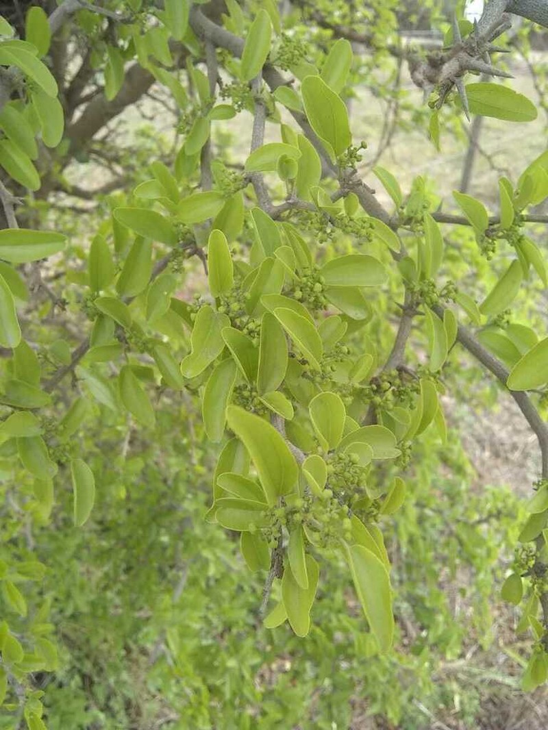 Sarcomphalus mistol photo 8