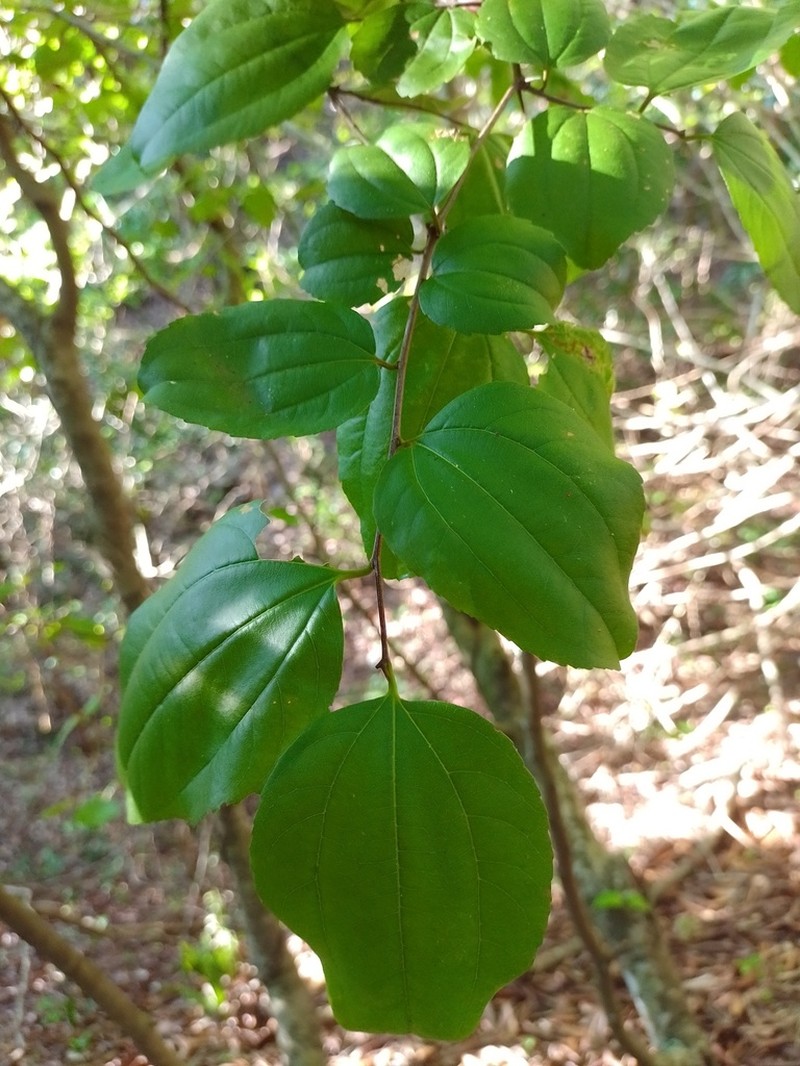 Sarcomphalus platyphyllus