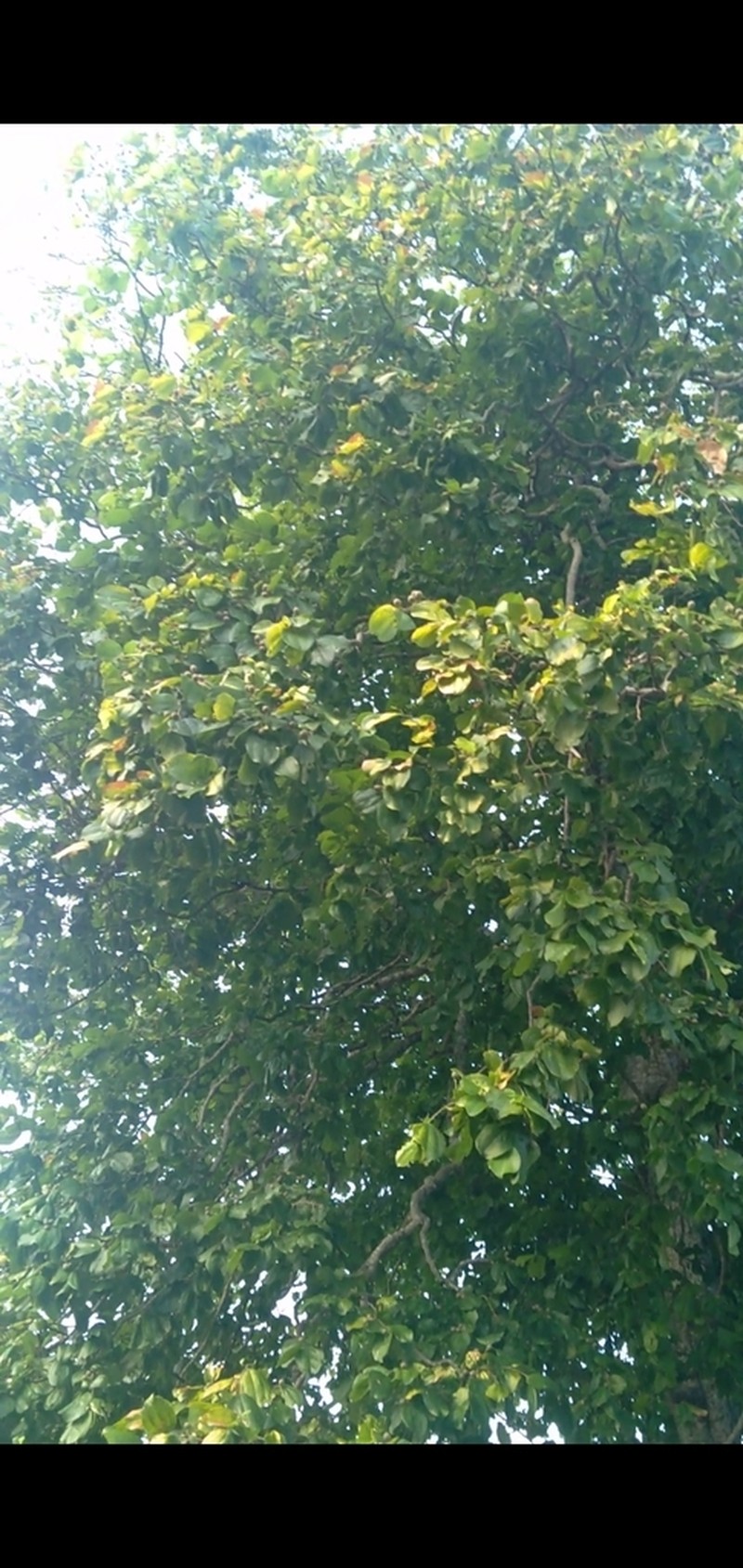 Sarcomphalus platyphyllus photo 2