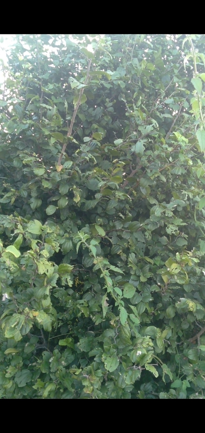 Sarcomphalus platyphyllus photo 3