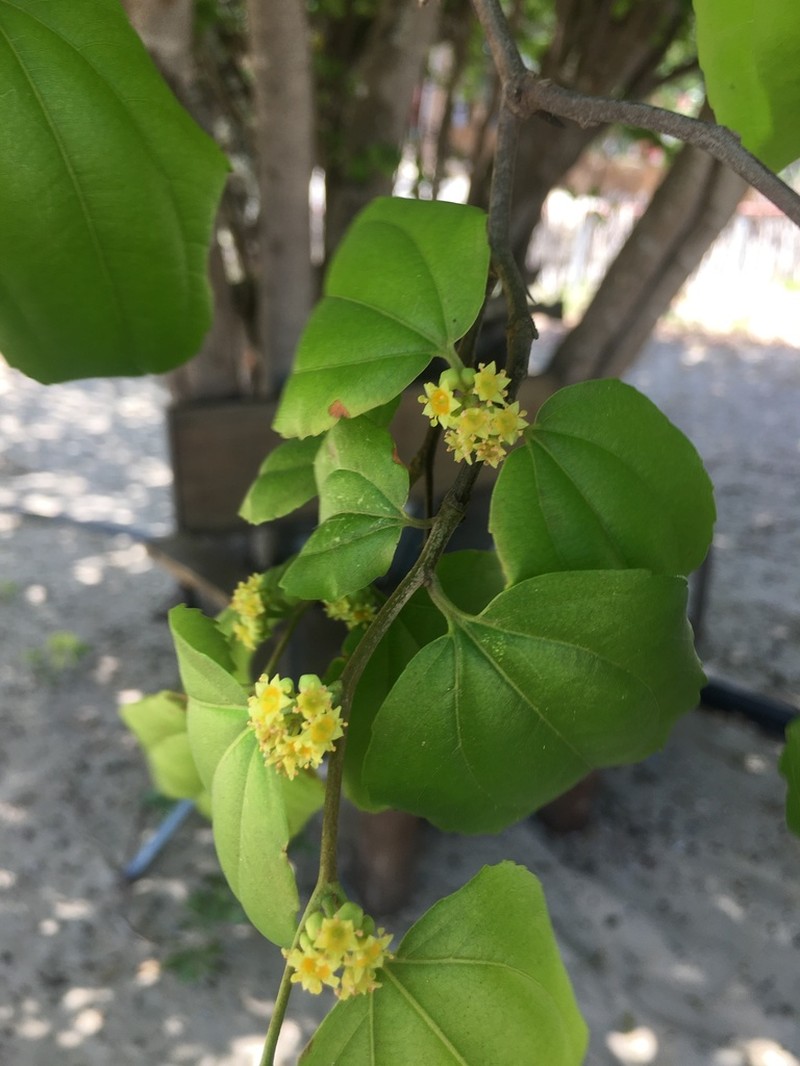 Sarcomphalus platyphyllus photo 5