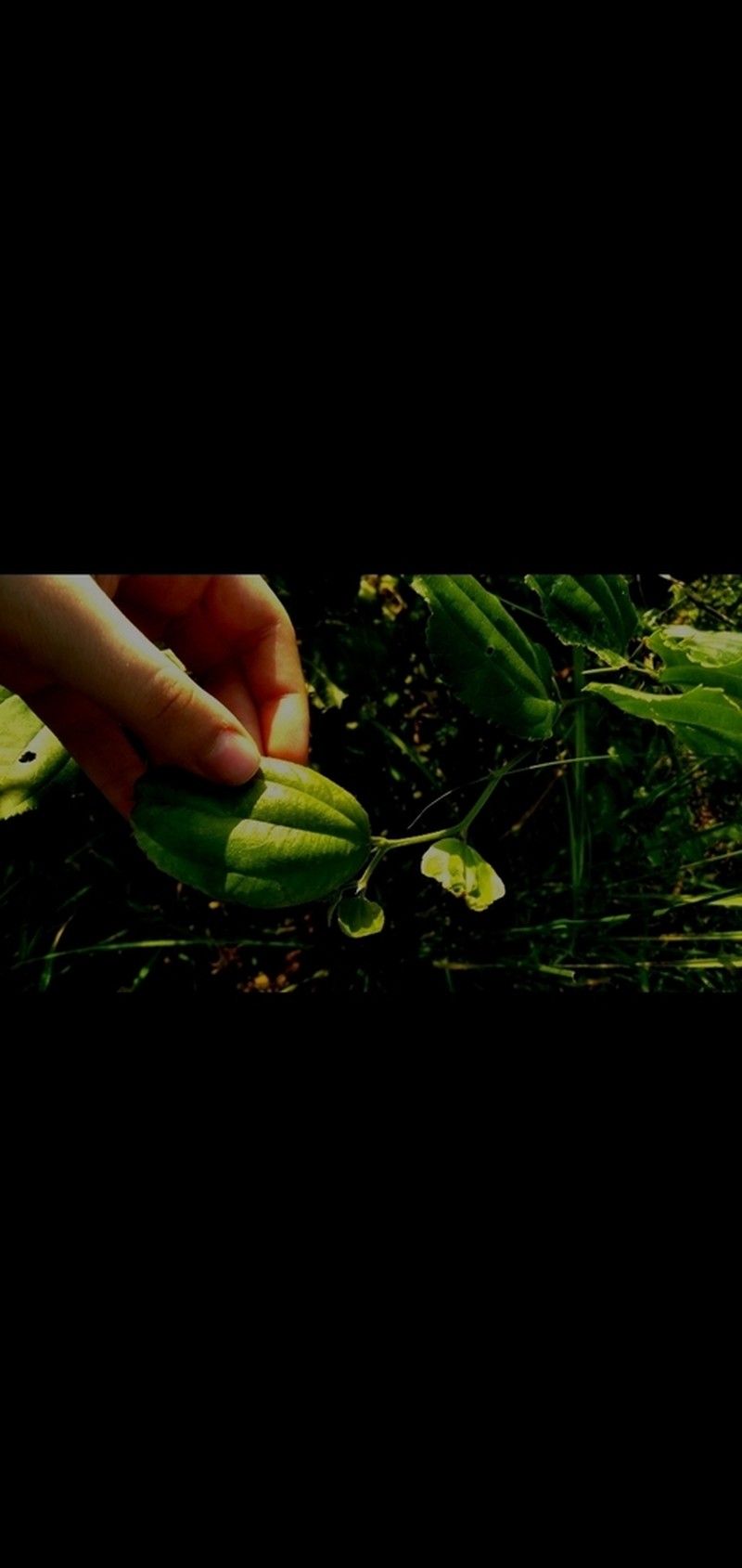 Sarcomphalus platyphyllus photo 6