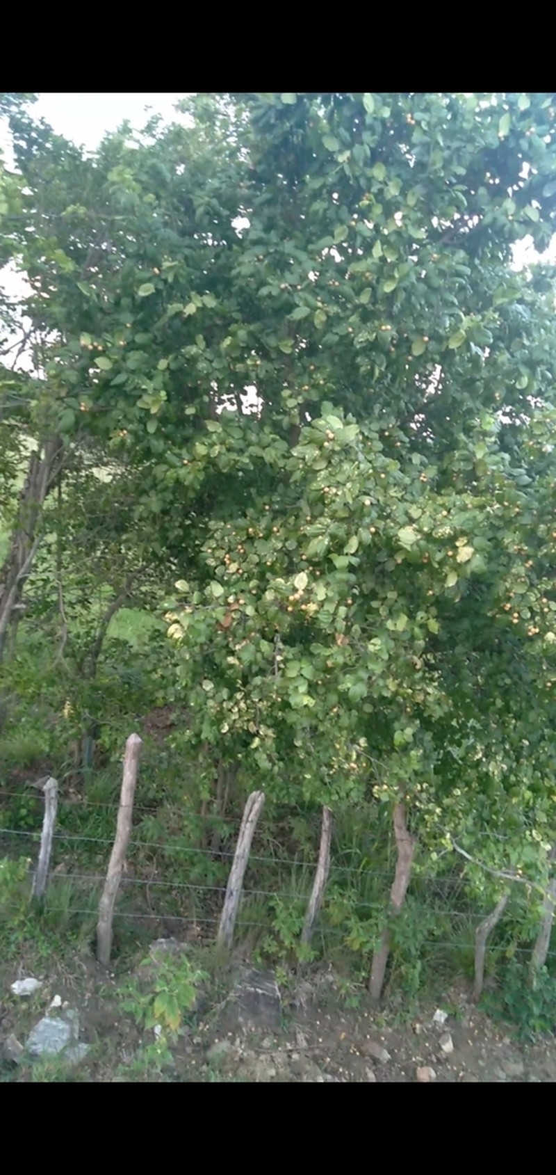 Sarcomphalus platyphyllus photo 7