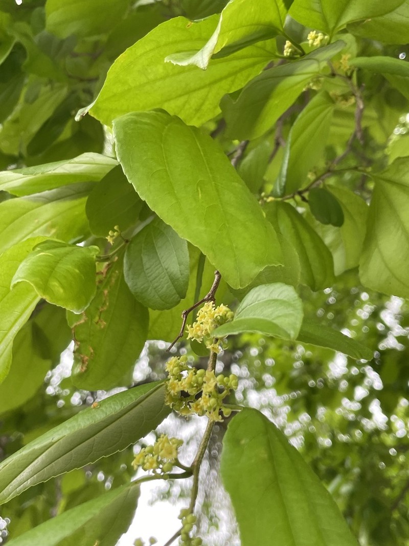 Sarcomphalus platyphyllus photo 8