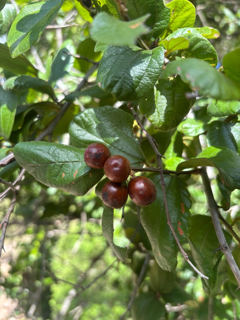 Cacao Rojo photo 4