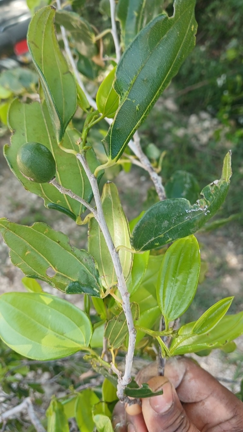 Sarcomphalus rhodoxylon