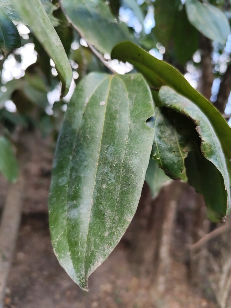 Sarcomphalus rhodoxylon photo 2