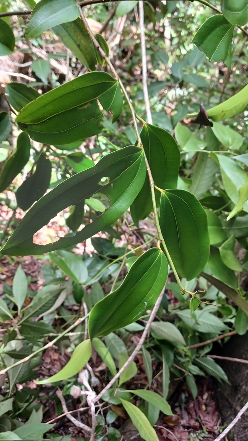Sarcomphalus rhodoxylon photo 3