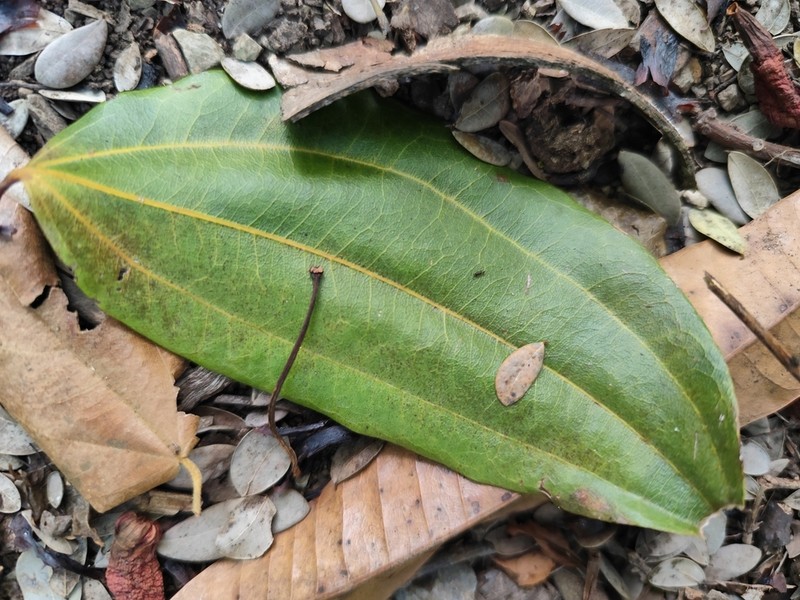 Sarcomphalus rhodoxylon photo 4