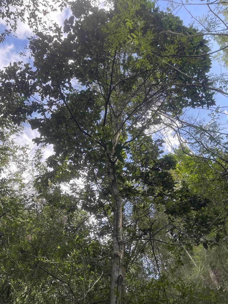 Sarcomphalus rhodoxylon photo 5