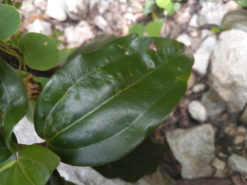 Sarcomphalus rhodoxylon photo 6