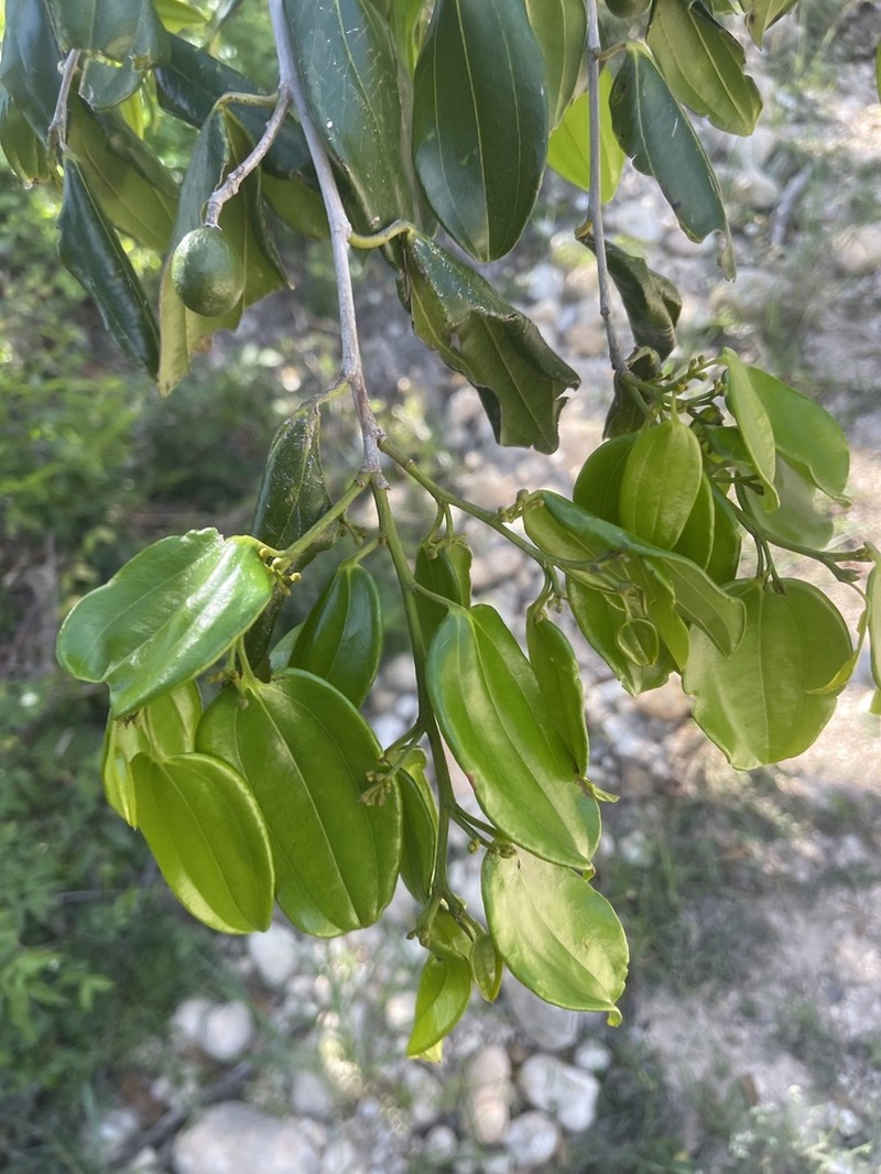 Sarcomphalus rhodoxylon photo 7
