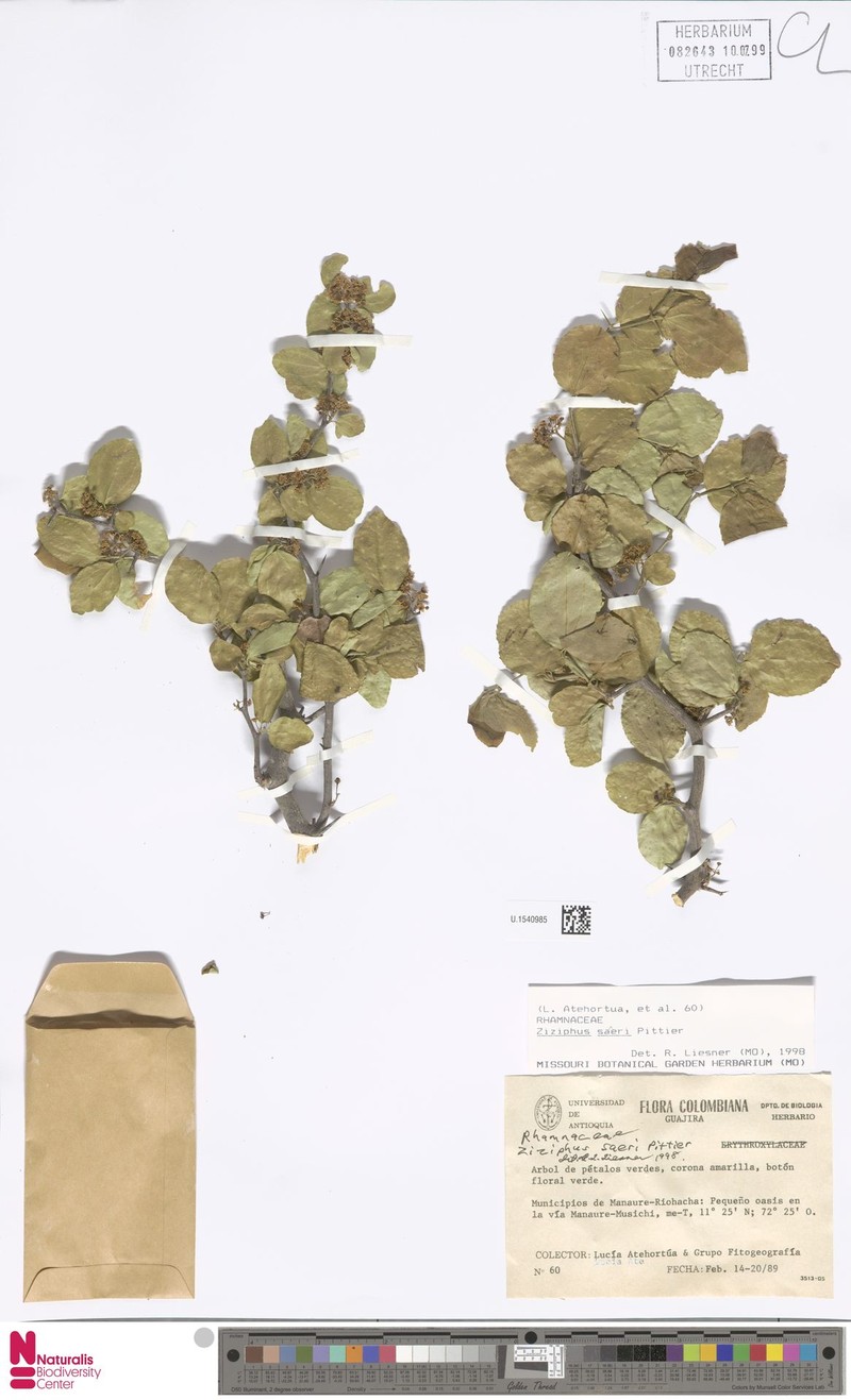 Sarcomphalus saeri