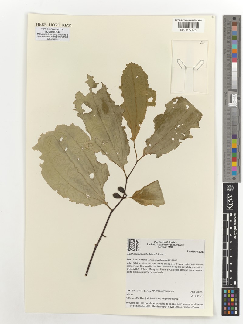 Sarcomphalus strychnifolius