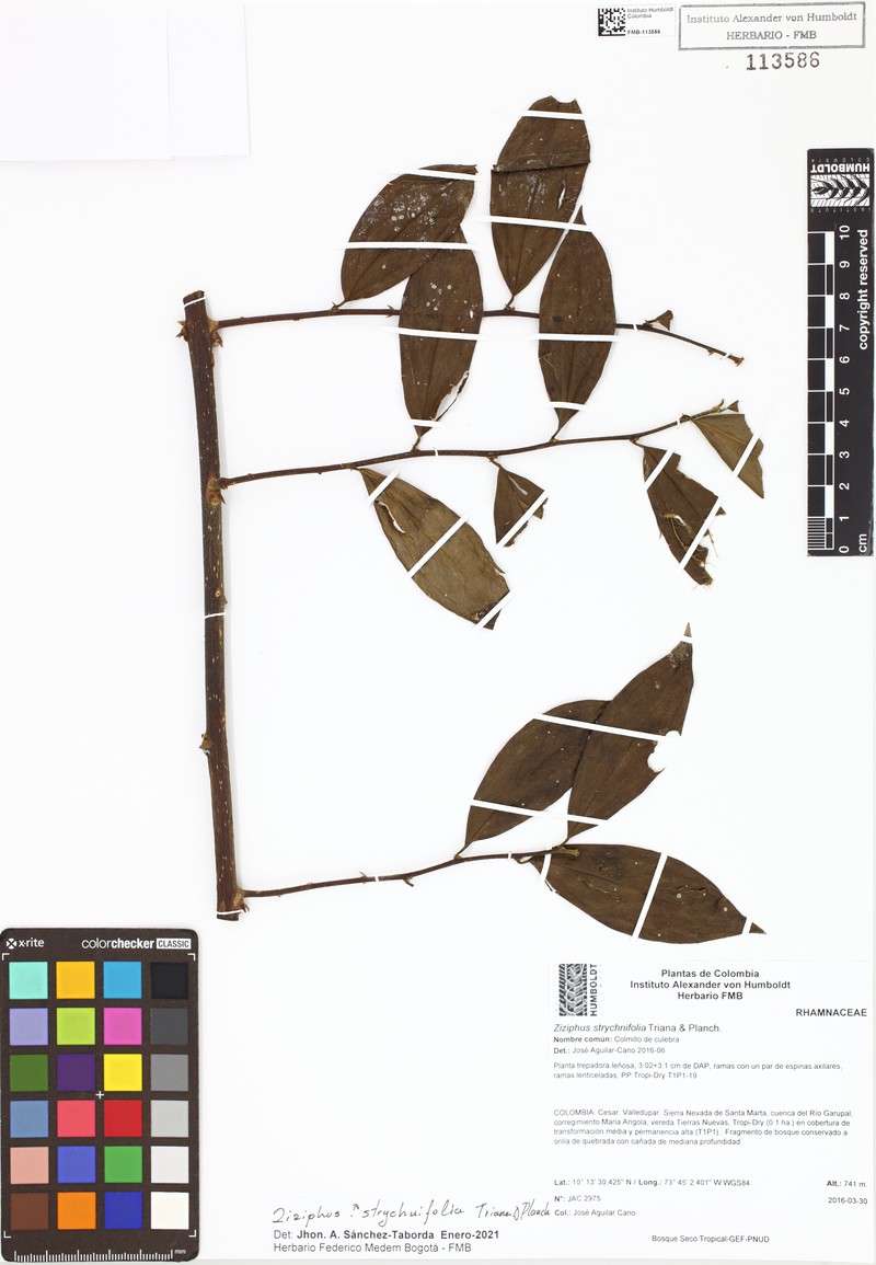 Sarcomphalus strychnifolius photo 2