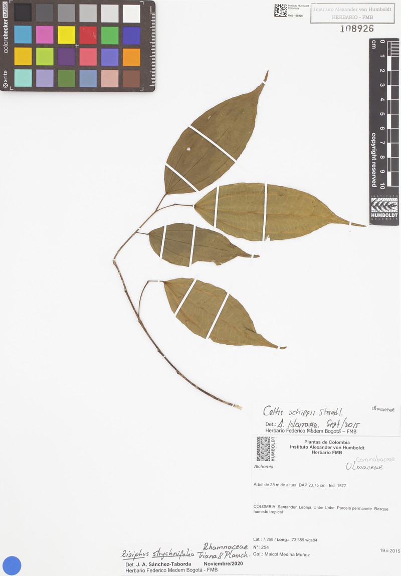 Sarcomphalus strychnifolius photo 3