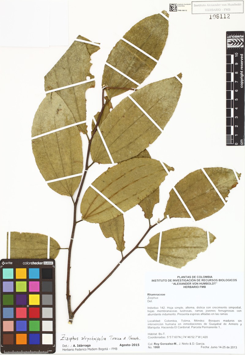 Sarcomphalus strychnifolius photo 4