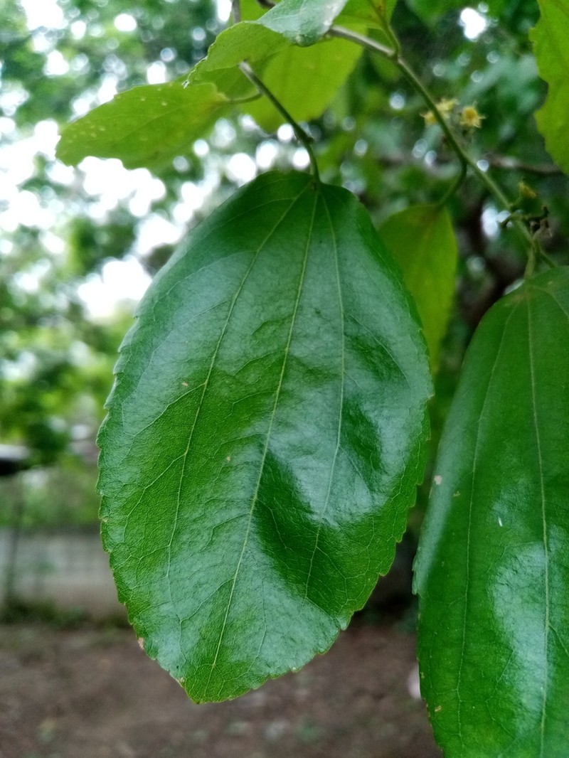Sarcomphalus thyrsiflorus photo 2