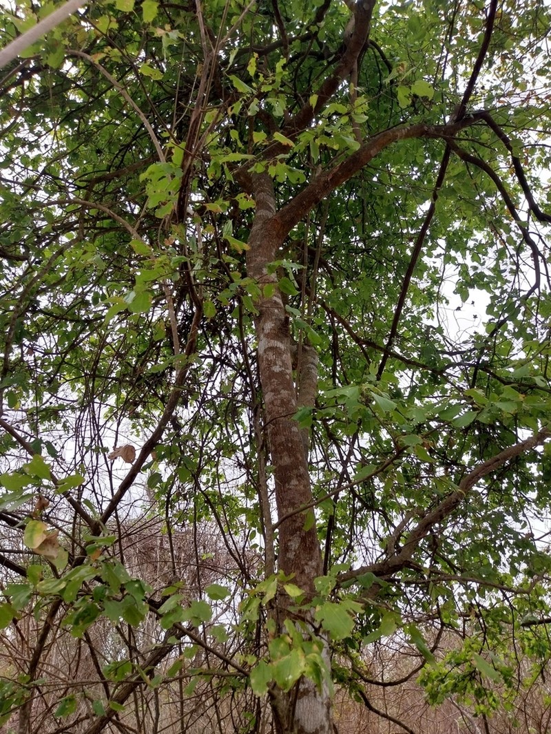 Sarcomphalus thyrsiflorus photo 3