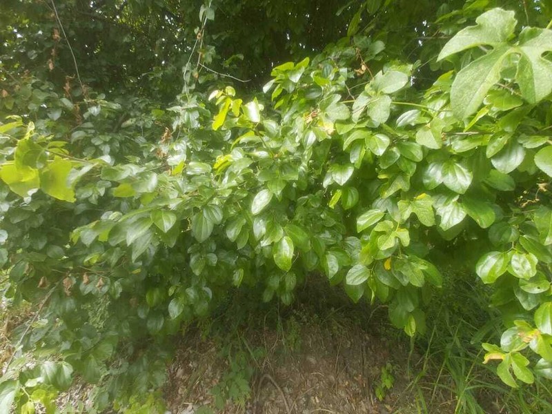 Sarcomphalus thyrsiflorus photo 4