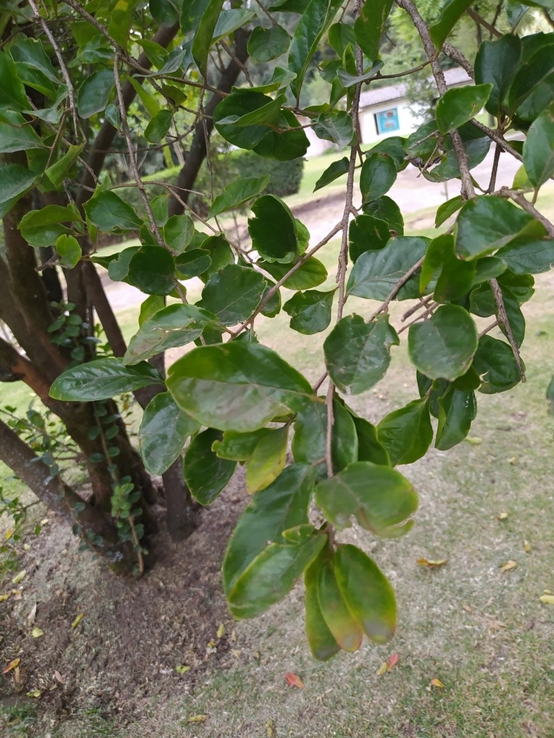Sarcomphalus thyrsiflorus photo 6