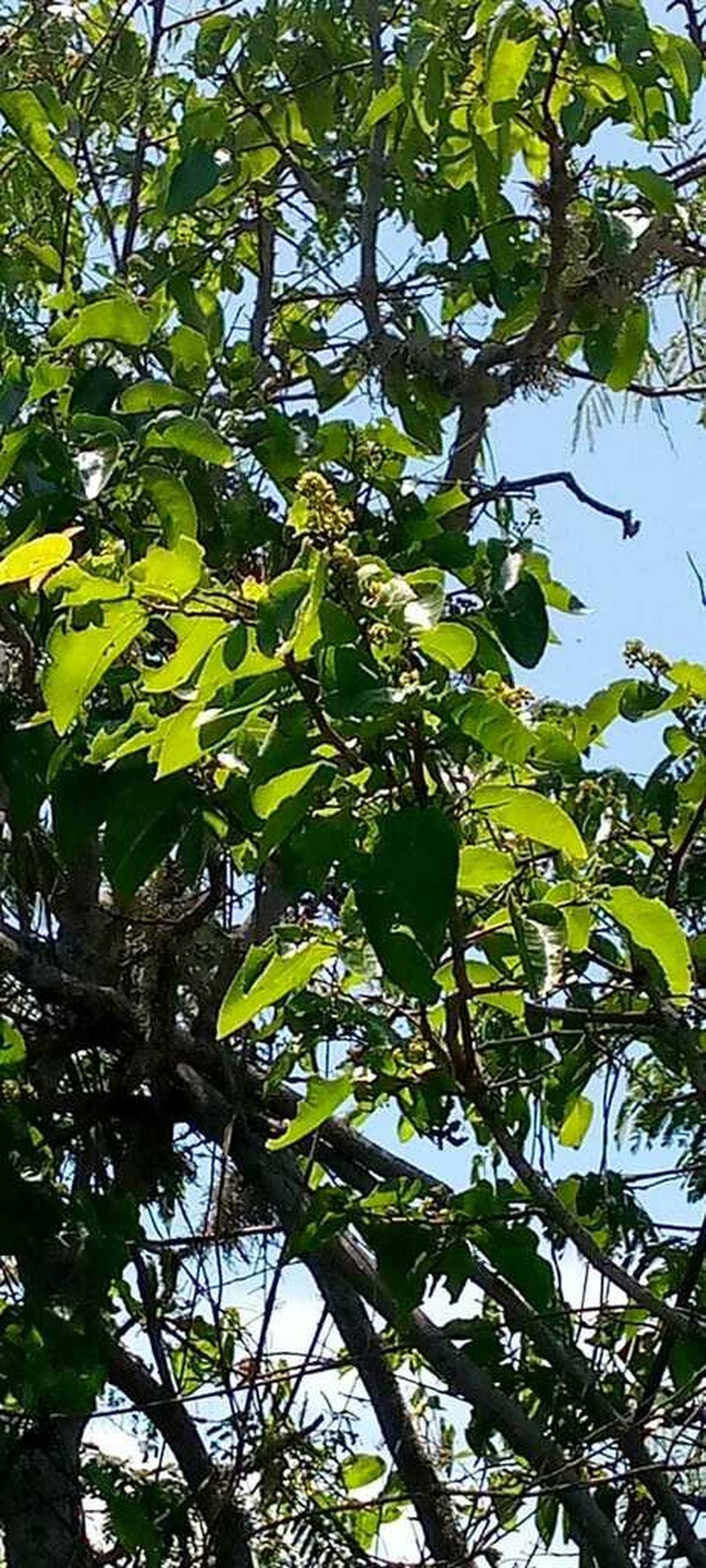 Sarcomphalus thyrsiflorus photo 7