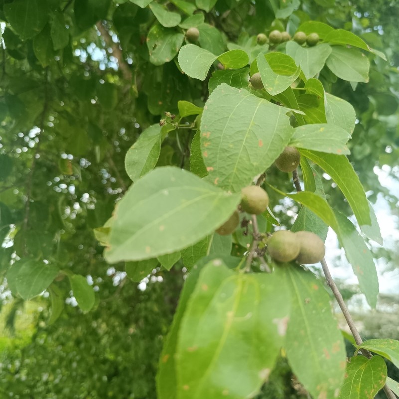 Sarcomphalus thyrsiflorus photo 8
