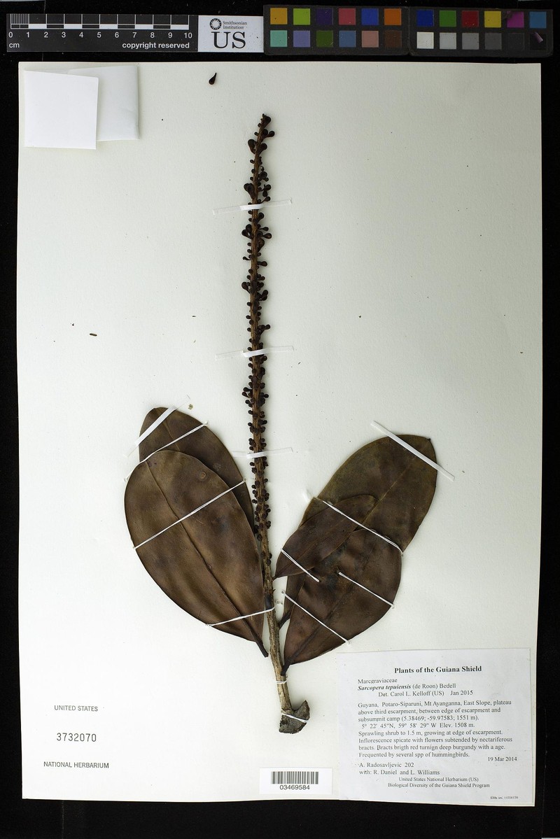 Sarcopera tepuiensis subsp. tepuiensis