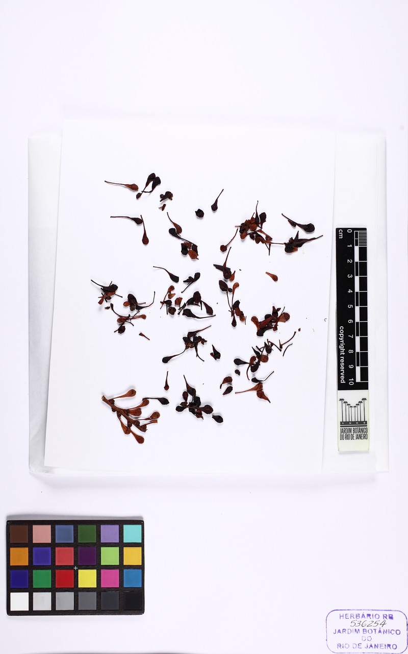 Sarcopera tepuiensis subsp. tepuiensis photo 2