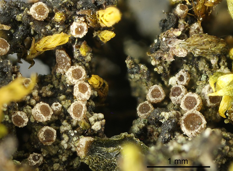 Sarcosagium Lichen