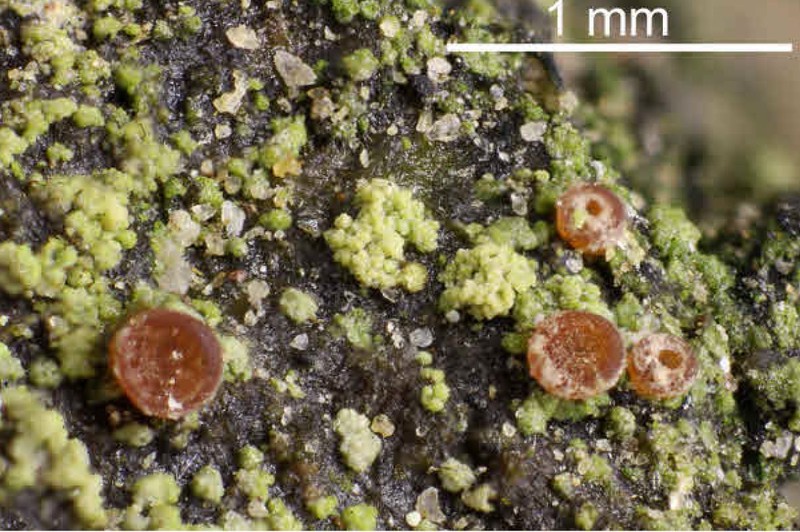Sarcosagium Lichen photo 2