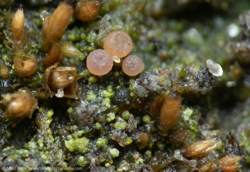 Sarcosagium Lichen photo 3