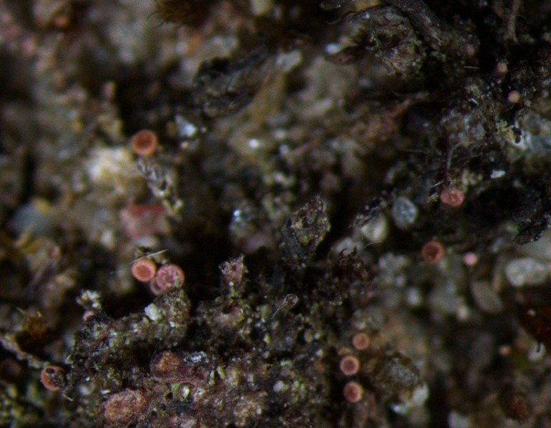 Sarcosagium Lichen photo 5