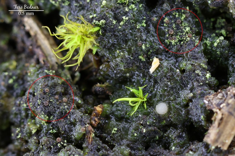 Sarcosagium Lichen photo 6