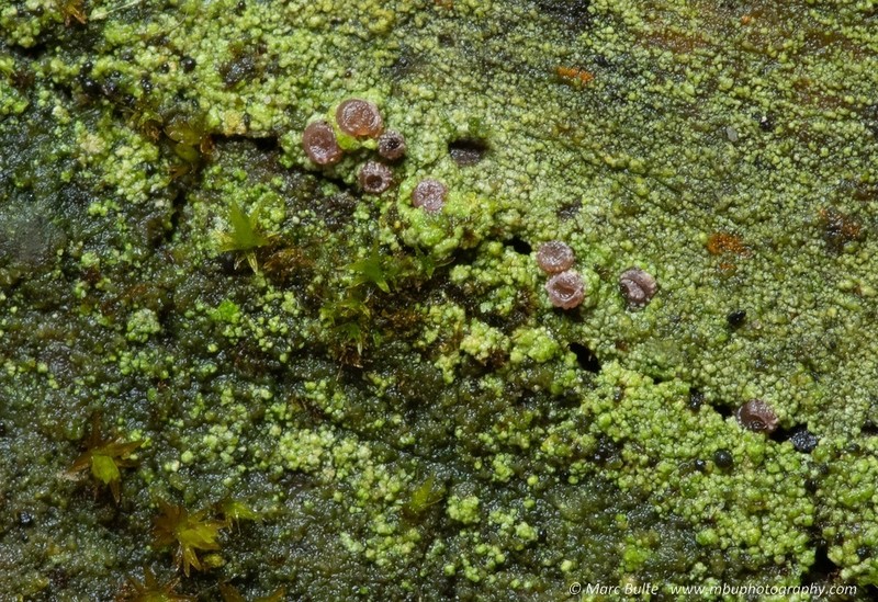 Sarcosagium Lichen photo 7