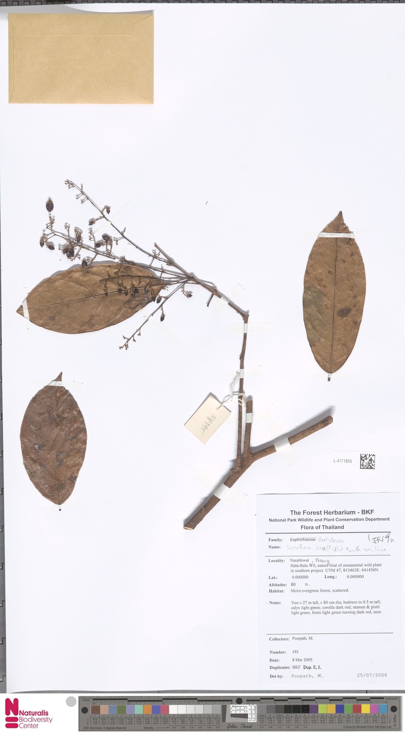 Sarcotheca laxa var. laxa