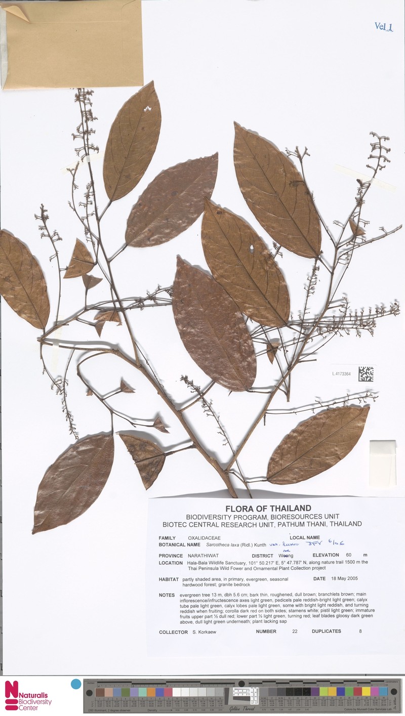 Sarcotheca laxa var. laxa photo 2