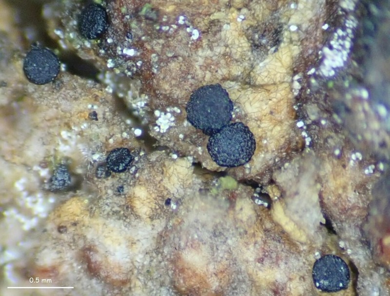 Sarea Lichen